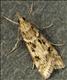 1342 (63.069) Eudonia angustea